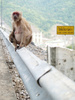 pregnant monkey - photo/picture definition - pregnant monkey word and phrase image