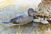 fountain duck - photo/picture definition - fountain duck word and phrase image