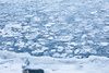 sea ice - photo/picture definition - sea ice word and phrase image