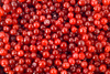 cranberries - photo/picture definition - cranberries word and phrase image