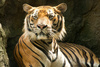 bengal tiger - photo/picture definition - bengal tiger word and phrase image