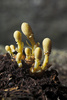 toadstools - photo/picture definition - toadstools word and phrase image