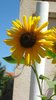 sun-flower - photo/picture definition - sun-flower word and phrase image