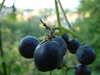 isabella grapes - photo/picture definition - isabella grapes word and phrase image