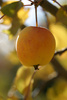 crabapple - photo/picture definition - crabapple word and phrase image