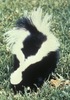 Skunk - photo/picture definition - Skunk word and phrase image
