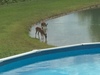 Deer drinking at pond - photo/picture definition - Deer drinking at pond word and phrase image