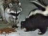 Raccoon and skunk - photo/picture definition - Raccoon and skunk word and phrase image
