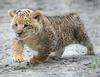 Liger cub - photo/picture definition - Liger cub word and phrase image