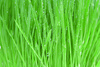 grass - photo/picture definition - grass word and phrase image