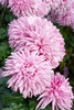 chrysanthemums - photo/picture definition - chrysanthemums word and phrase image