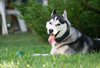 husky - photo/picture definition - husky word and phrase image