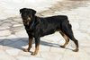 rottweiler - photo/picture definition - rottweiler word and phrase image