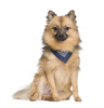 keeshond - photo/picture definition - keeshond word and phrase image