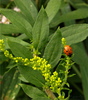 ladybird - photo/picture definition - ladybird word and phrase image