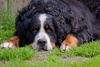 bernese mountain dog - photo/picture definition - bernese mountain dog word and phrase image