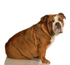 bulldog - photo/picture definition - bulldog word and phrase image
