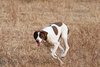 pointer dog - photo/picture definition - pointer dog word and phrase image