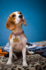 beagle - photo/picture definition - beagle word and phrase image