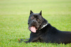 cane corso dog - photo/picture definition - cane corso dog word and phrase image