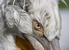 dalmatian pelican - photo/picture definition - dalmatian pelican word and phrase image