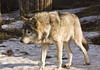 wolf - photo/picture definition - wolf word and phrase image