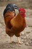 fowl - photo/picture definition - fowl word and phrase image