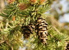 pinecones - photo/picture definition - pinecones word and phrase image