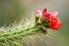 cactus - photo/picture definition - cactus word and phrase image
