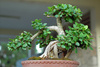 bonsai - photo/picture definition - bonsai word and phrase image