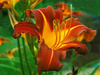 daylily - photo/picture definition - daylily word and phrase image