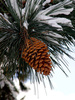 pine cone - photo/picture definition - pine cone word and phrase image