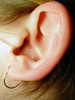 ear - photo/picture definition - ear word and phrase image