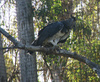 harpy eagle - photo/picture definition - harpy eagle word and phrase image