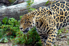 jaguar - photo/picture definition - jaguar word and phrase image