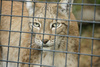 siberian lynx - photo/picture definition - siberian lynx word and phrase image