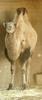 bactrian camel - photo/picture definition - bactrian camel word and phrase image