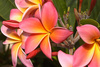frangipani - photo/picture definition - frangipani word and phrase image