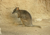 parma wallaby - photo/picture definition - parma wallaby word and phrase image