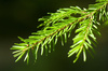 pine - photo/picture definition - pine word and phrase image