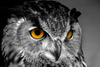 owl - photo/picture definition - owl word and phrase image
