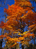maple - photo/picture definition - maple word and phrase image