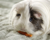 guinea pig - photo/picture definition - guinea pig word and phrase image