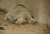 galapagos tortoise - photo/picture definition - galapagos tortoise word and phrase image