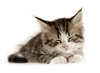 kitten - photo/picture definition - kitten word and phrase image