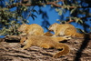 squirrels - photo/picture definition - squirrels word and phrase image