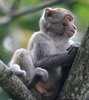 Taiwan macaque - photo/picture definition - Taiwan macaque word and phrase image