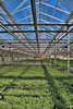 greenhouse - photo/picture definition - greenhouse word and phrase image