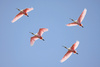 roseate spoonbills - photo/picture definition - roseate spoonbills word and phrase image