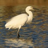 egret - photo/picture definition - egret word and phrase image